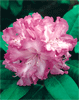 Humobak - Rododendrony, azalie, borówki